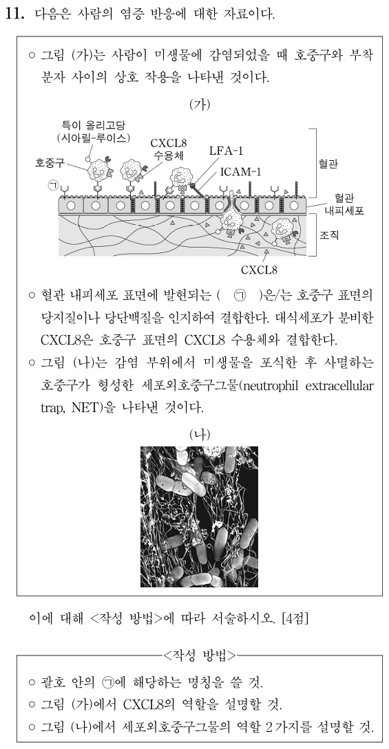 사람의 염증 반응