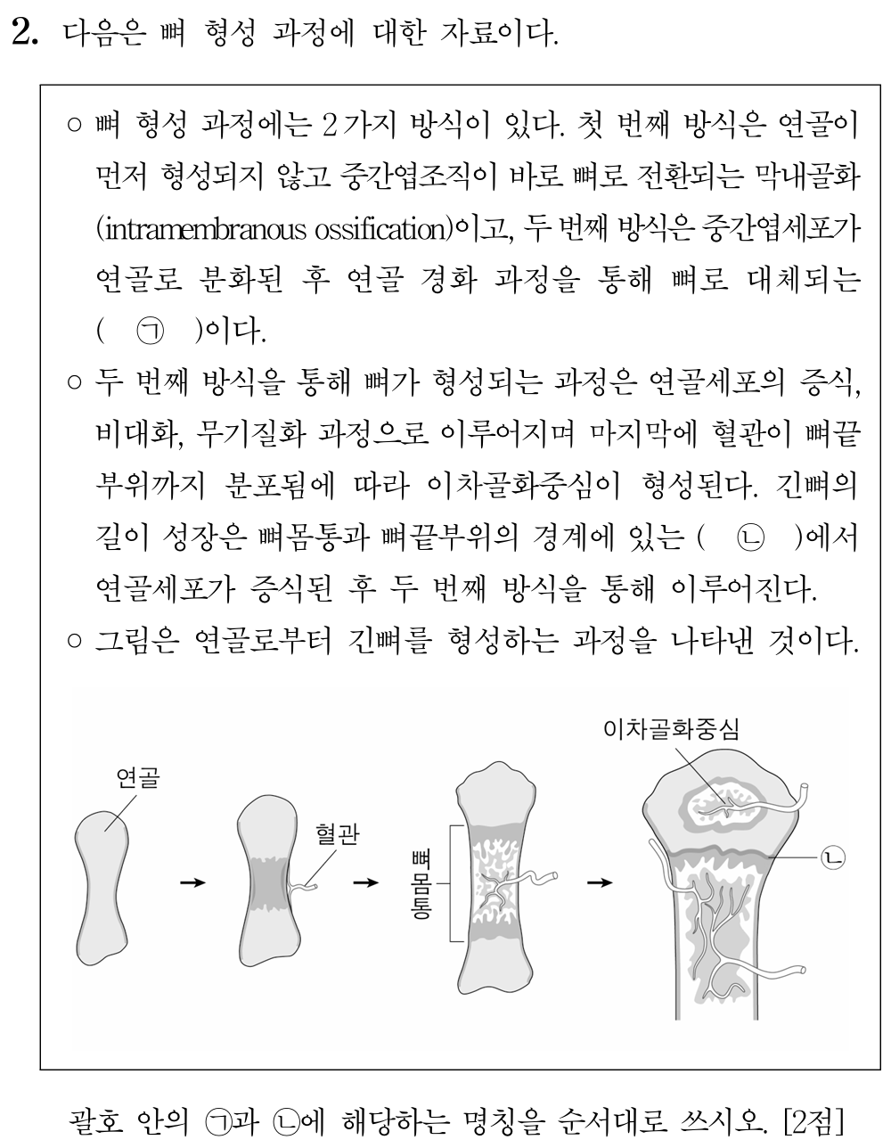 뼈 형성 과정