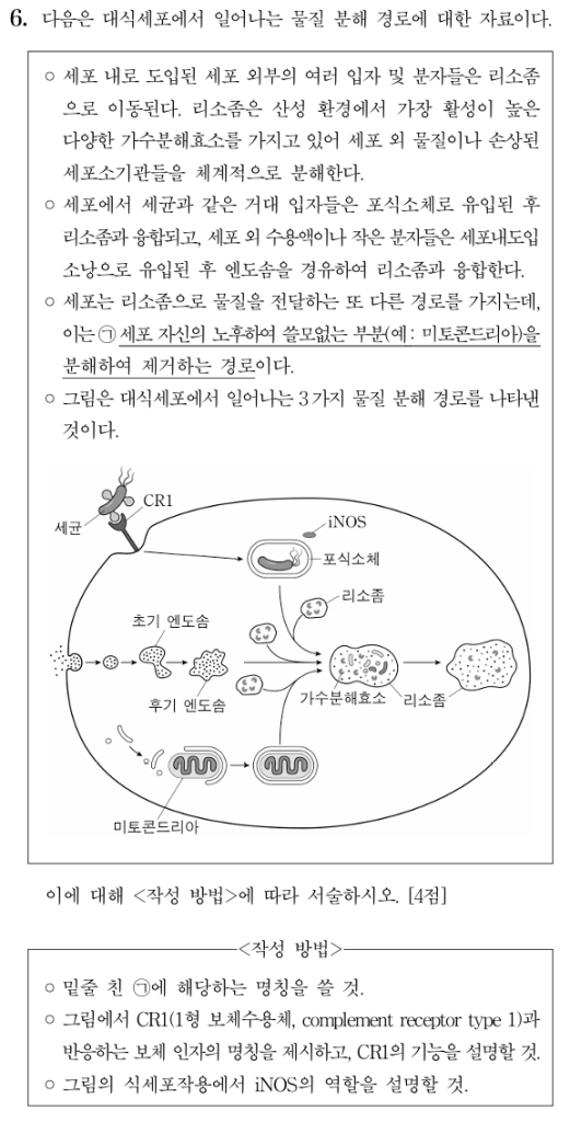 대식세포 물질 분해 경로