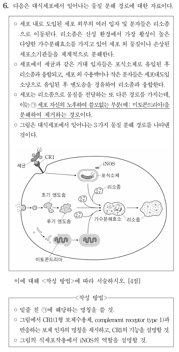 대식세포 물질 분해 경로