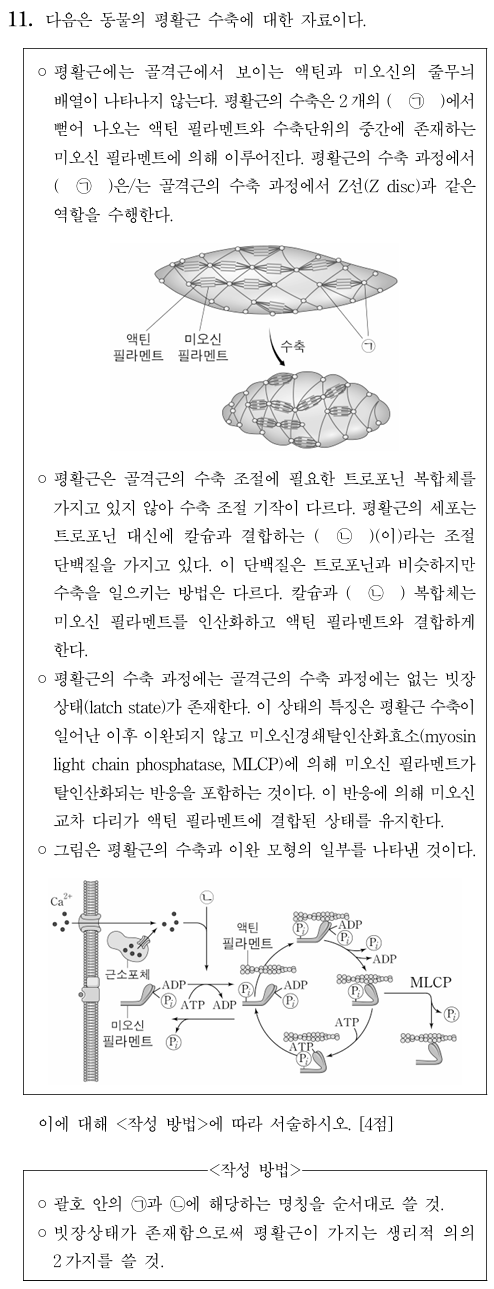 평활근 수축