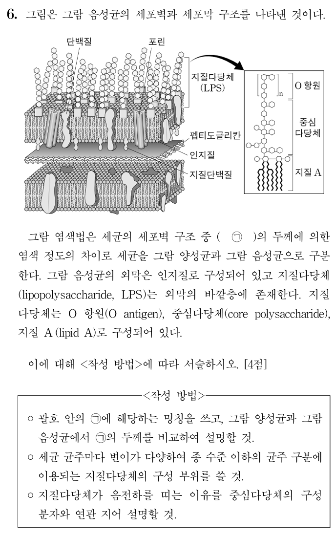 그람 음성균의 세포벽과 세포막 구조