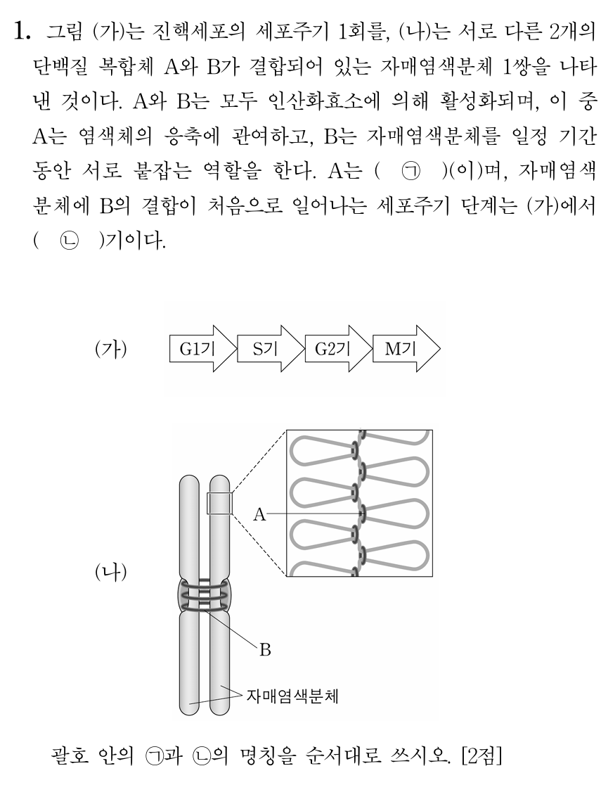 진핵세포의 세포주기