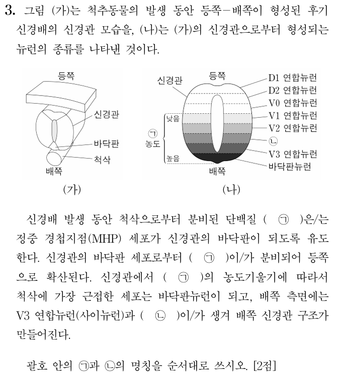 후기 신경배의 신경관
