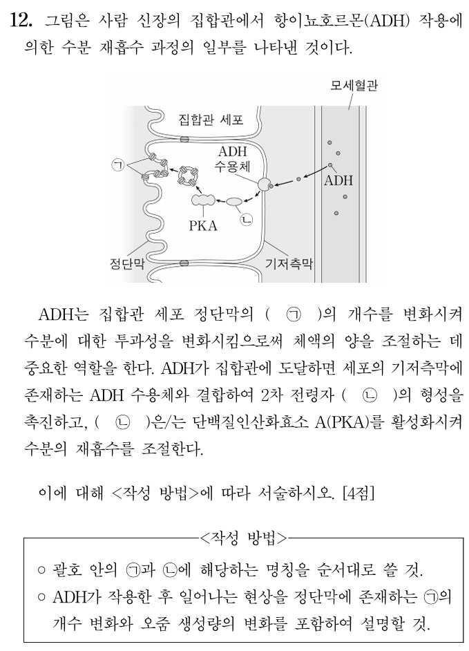 항이뇨호르몬(ADH) 작용