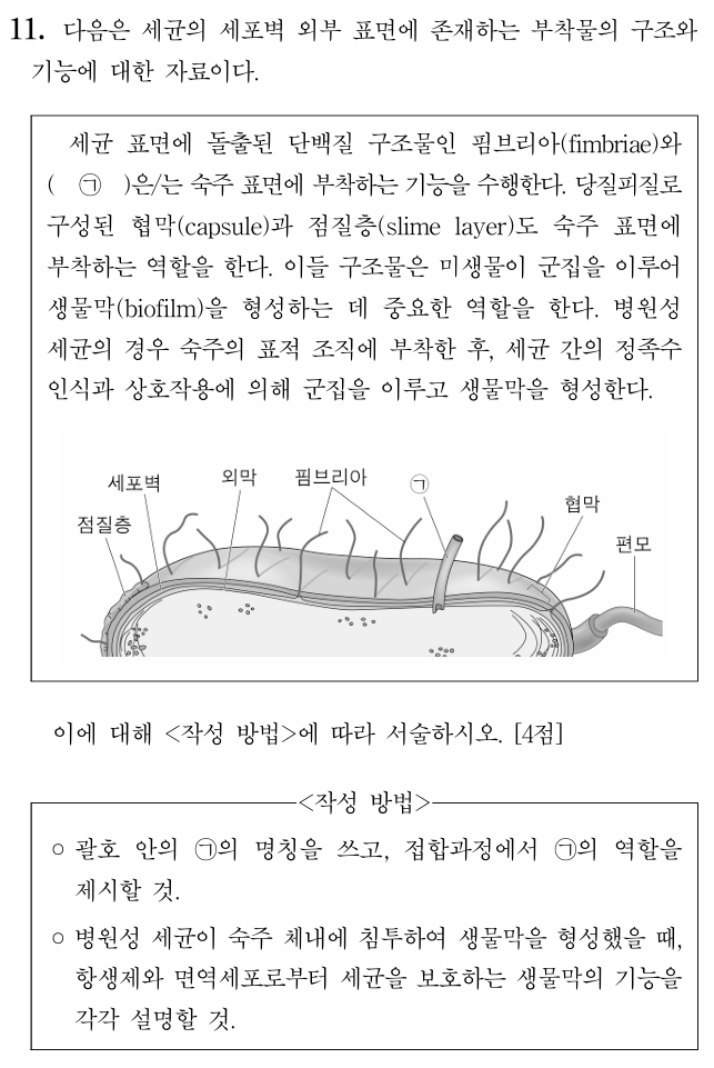 세포벽 외부 표면 부착물 구조