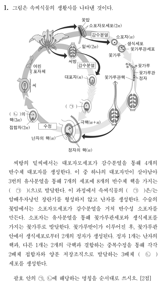 속씨식물의 생활사
