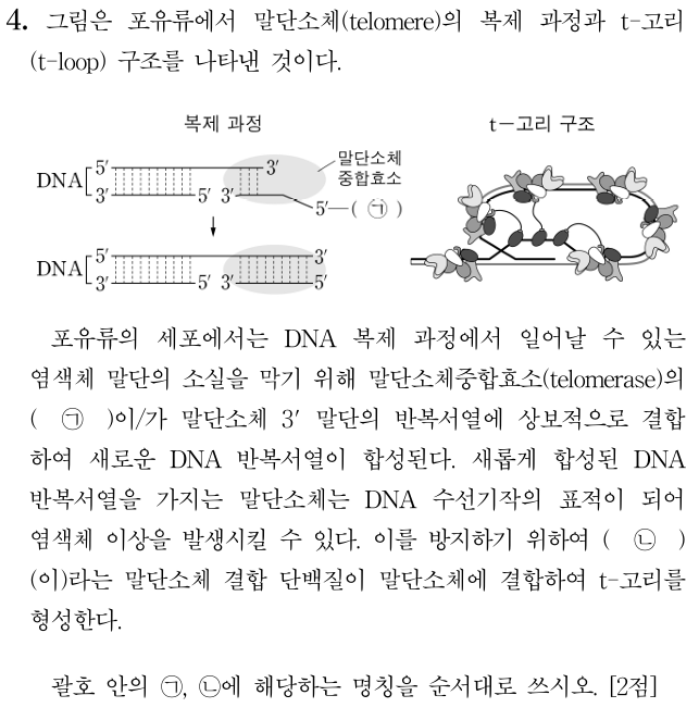 포유류 말단소체 복제 과정