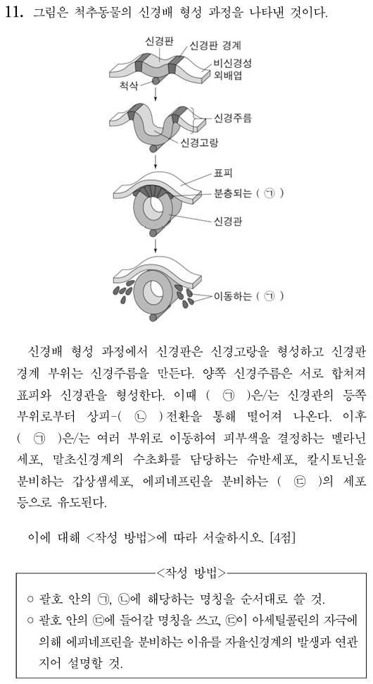 척추동물 신경배 형성과정