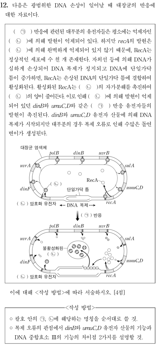 DNA손상과 대장균 반응